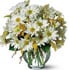 Daisy Cheer
